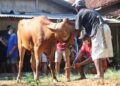 Jelang Idul Adha, Inilah Data Sementara Hewan Qurban di PHBI Kotamobagu