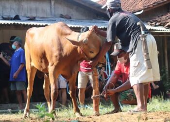 Jelang Idul Adha, Inilah Data Sementara Hewan Qurban di PHBI Kotamobagu