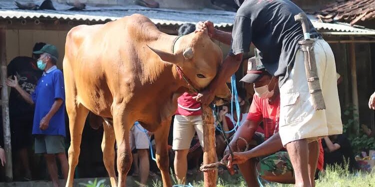 Jelang Idul Adha, Inilah Data Sementara Hewan Qurban di PHBI Kotamobagu