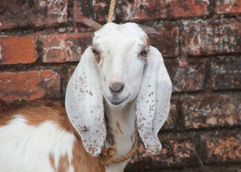 Data Sementara Hewan Qurban di Bolmong : 109 Ekor Sapi dan 5 Kambing