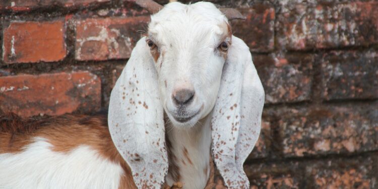 Data Sementara Hewan Qurban di Bolmong : 109 Ekor Sapi dan 5 Kambing