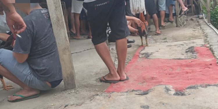 Beredar Foto Kegiatan Judi Sabung Ayam di Modayag, Kapolsek : Kami Akan Tindaklanjuti