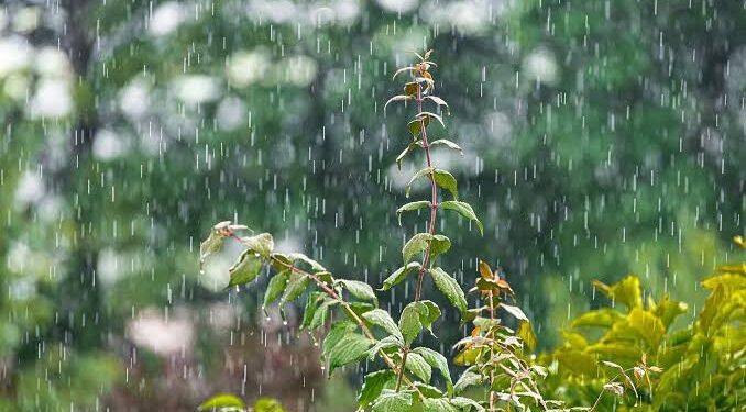 Lakukan 5 Hal Ini Jika Ingin Sehat dan Terhindar dari Penyakit Saat Musim Hujan