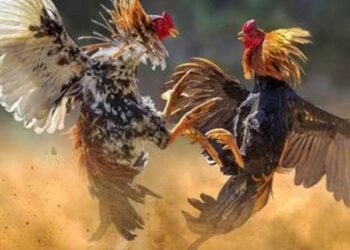 Judi Sabung Ayam di Antara Desa Poopo Selatan dan Desa Sia Meresahkan