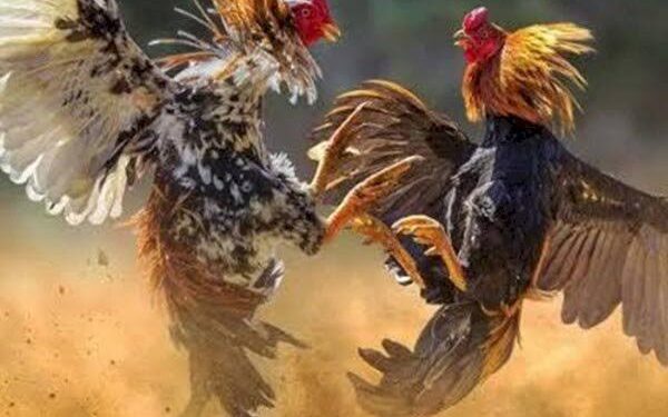 Judi Sabung Ayam di Antara Desa Poopo Selatan dan Desa Sia Meresahkan