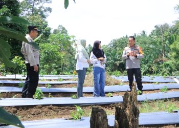 Bentuk Dukungan, Kapolres Kotamobagu Tinjau Pilot Project Ketahanan Pangan Milik Sangadi di Desa Bulut