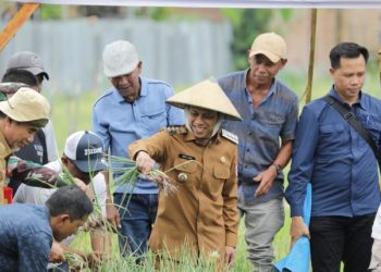 Walikota Kotamobagu Hadiri Panen Raya Bawang Merah di Pobundayan