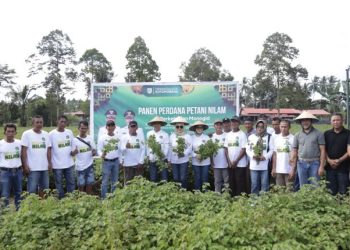 Walikota Hadiri Panen Perdana Nilam di Perkebunan Monogid Desa Bungko