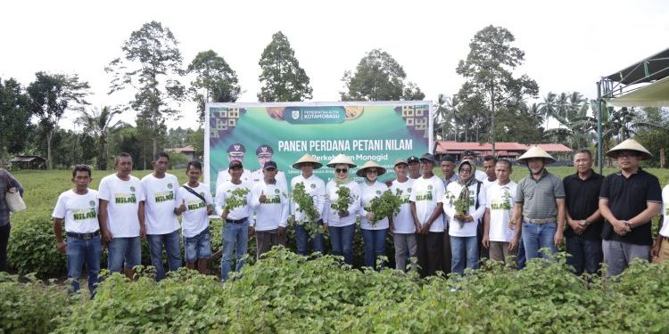 Walikota Hadiri Panen Perdana Nilam di Perkebunan Monogid Desa Bungko