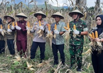 Dukung Swasembada Pangan, Wali Kota Kotamobagu Hadiri Panen Raya Jagung Kuartal II
