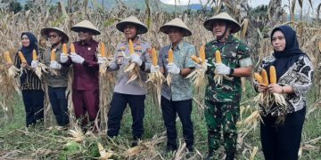 Dukung Swasembada Pangan, Wali Kota Kotamobagu Hadiri Panen Raya Jagung Kuartal II